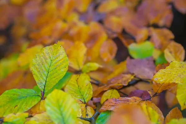 Close Van Herfstkleuring Van Beukenboombladeren — Stockfoto