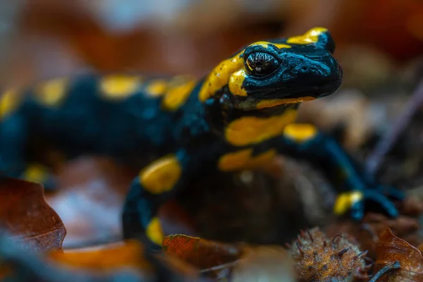 Vista Detallada Una Salamandra Manchada Hojas Otoño —  Fotos de Stock