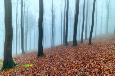 Arka planda sis olan sonbahar kayın ormanı 