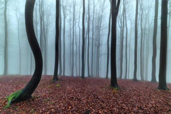 Herfst Beukenbos Met Mist Achtergrond — Stockfoto