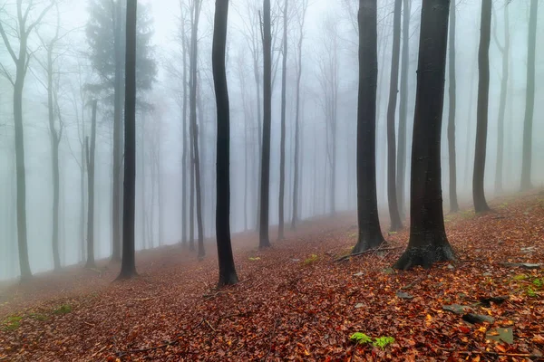 背景に霧のあるブナの秋の森 — ストック写真