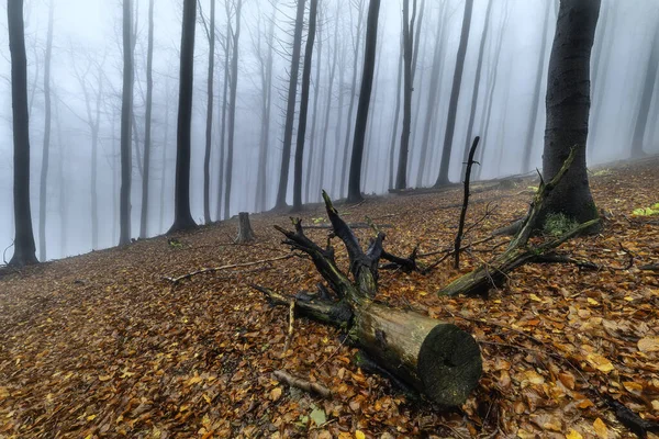 Осенний Буковый Лес Туманом Заднем Плане — стоковое фото