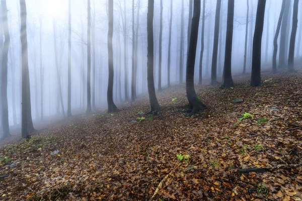 Herbstlicher Buchenwald Mit Nebel Hintergrund Und Sonnenstrahlen — Stockfoto