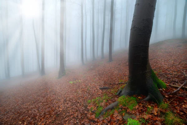 Autumn Beech Forest Mist Background Sun Rays — Stock Photo, Image