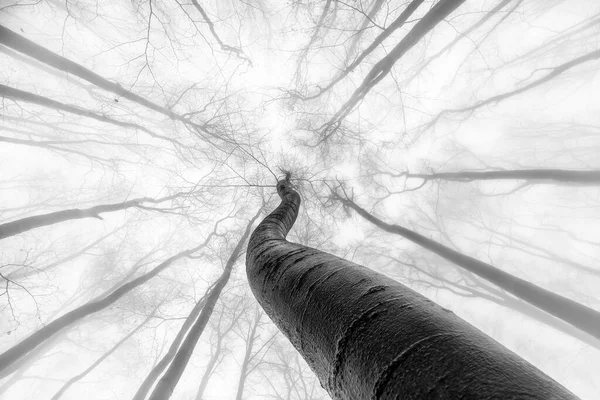 Vista Para Coroa Árvores Faia Outono — Fotografia de Stock