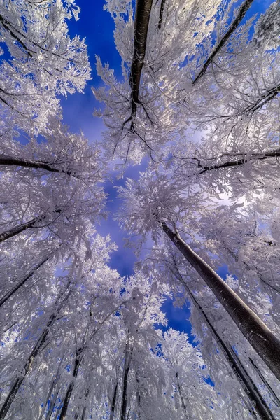 View Winter Crowns Beech Trees — Stock Photo, Image