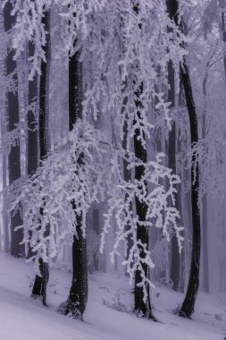 Kayın ağaçları soğuk bir ormanda gövde oluşturur.