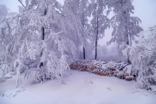 Arka Planda Sis Ile Kışın Kesilmiş Çam Ağaçları — Stok fotoğraf