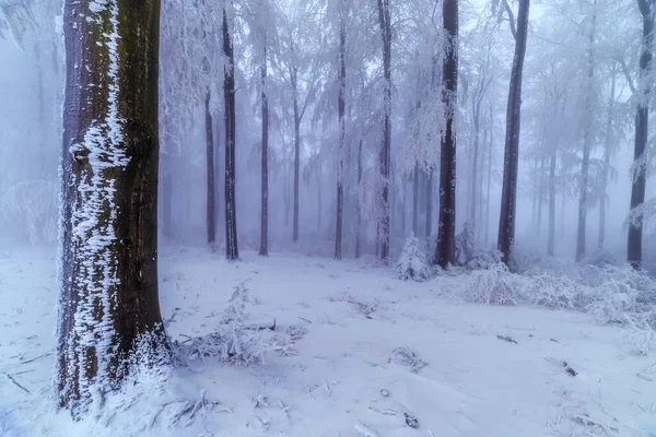 Beukenbomen Stammen Een Winter Ijzig Bos — Stockfoto