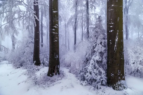 Bukowe Pnie Zimowym Mroźnym Lesie — Zdjęcie stockowe