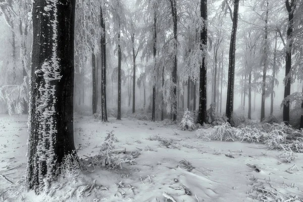 Beukenbomen Stammen Een Winter Ijzig Bos — Stockfoto