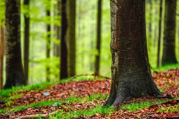 Forêt Printanière Avec Troncs Hêtre — Photo