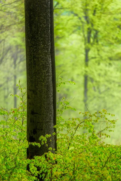 ブナの幹を持つ春の森 — ストック写真