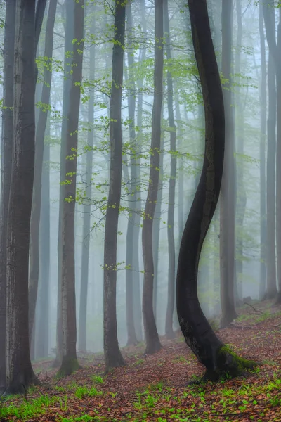 Весенний Буковый Лес Туманом Заднем Плане — стоковое фото