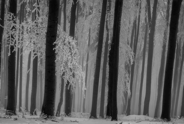 Vinterskog Med Bokträdstammar Och Grenar — Stockfoto