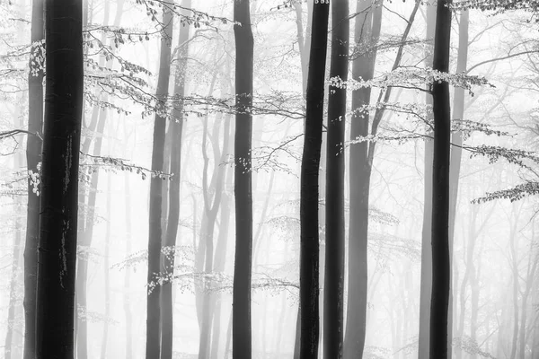 Kayın Ağacı Gövdeli Bahar Ormanı Arka Planında Sis Olan Dallar — Stok fotoğraf