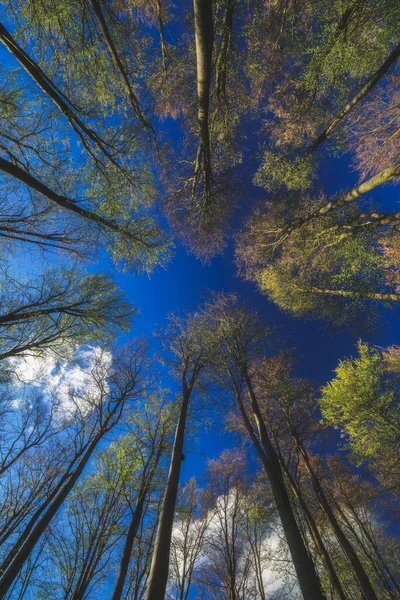 Våren Syn Kronorna Bokträd Med Himlen Bakgrunden — Stockfoto