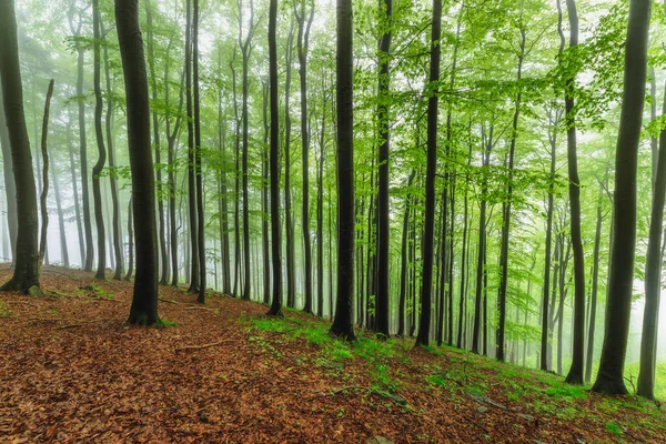 Vårbok Skog Med Dimma Bakgrunden — Stockfoto