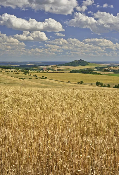 Agricultural landscape — Stock Photo, Image