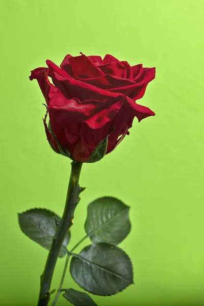 Rote Rose — Stockfoto