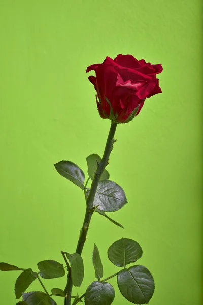 Rosa rossa — Foto Stock