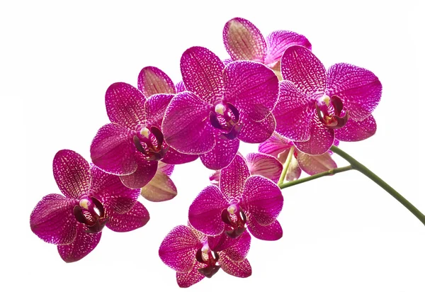 Orchidées de fleurs — Photo