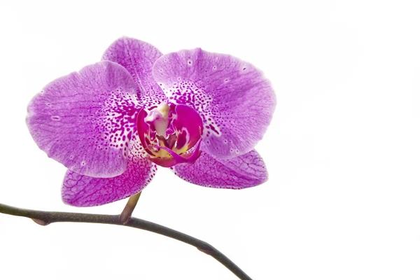 Orchidées de fleurs — Photo