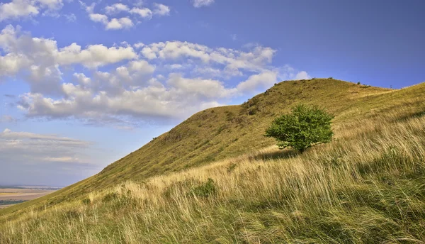 Albero e collina — Foto Stock