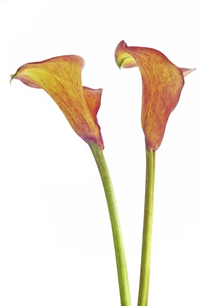 Flor de calla — Foto de Stock