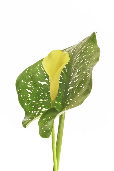 Flor de Zantedeschia — Foto de Stock