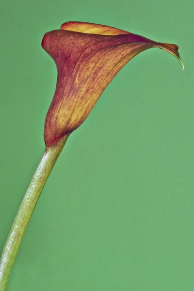 Flor de Calla — Fotografia de Stock
