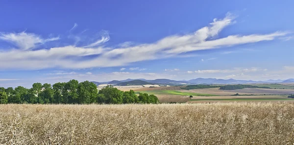 Agricultural landscape — Stock Photo, Image