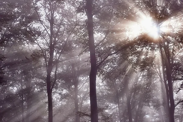 Sonnenstrahlen — Stockfoto