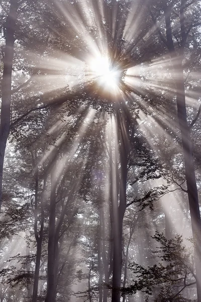 Sonnenstrahlen — Stockfoto