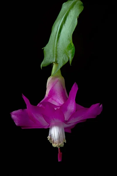 크리스마스 선인장 (schlumbergera) — 스톡 사진