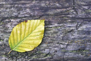 kayın ağacı yaprağı