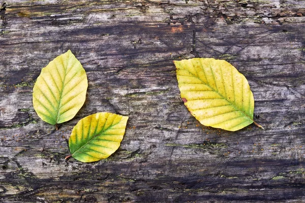Буковые листья — стоковое фото