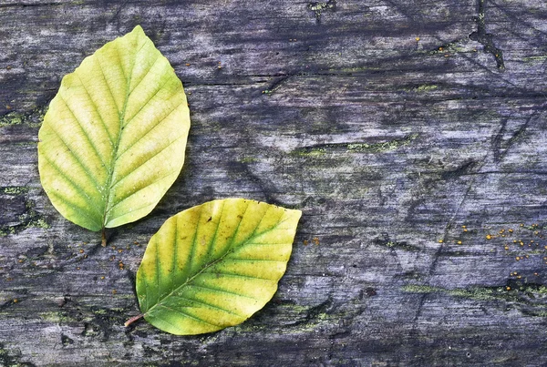 Beech lämnar — Stockfoto