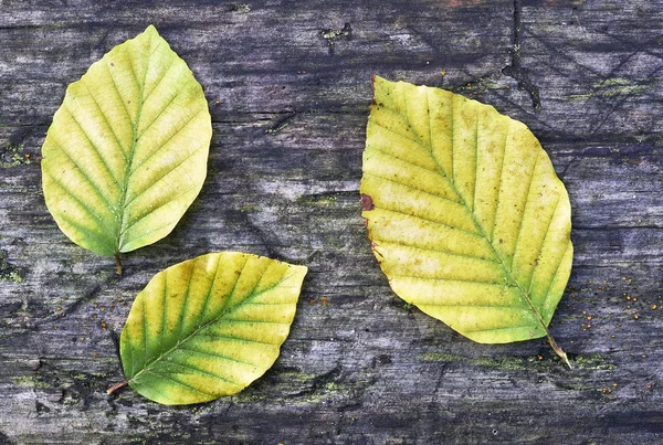 Hojas de haya — Foto de Stock