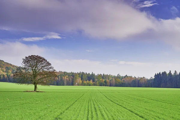 Zemědělská krajina — Stock fotografie