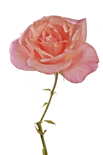 Rose — Stock Photo, Image