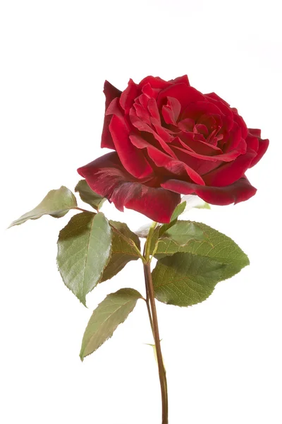 Rose — Stock Photo, Image