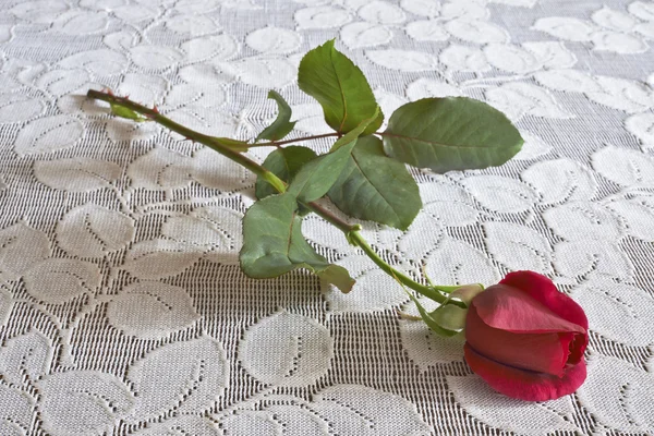 Rose flower — Stock Photo, Image