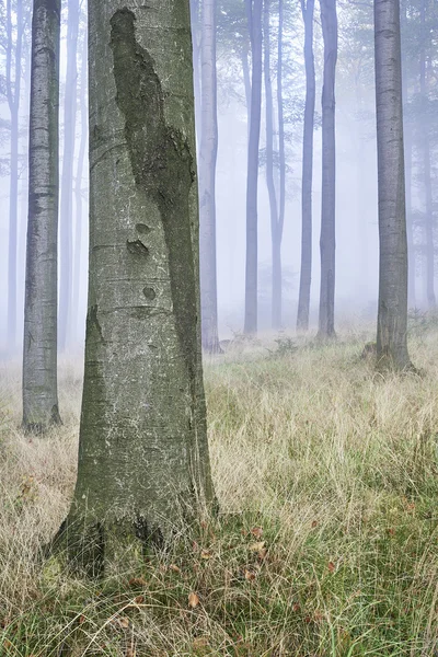 Bosque de haya — Foto de Stock