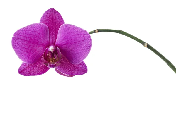 Flower orchids — Stock Photo, Image