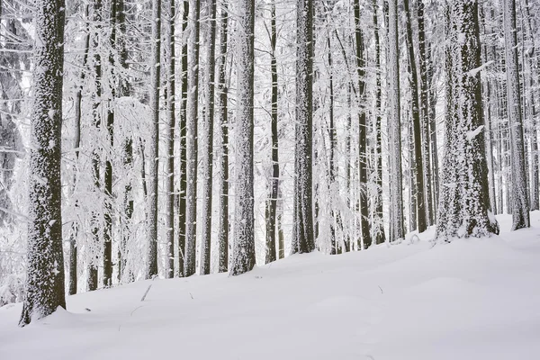 Winterwald — Stockfoto