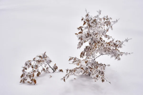 Beech träd — Stockfoto