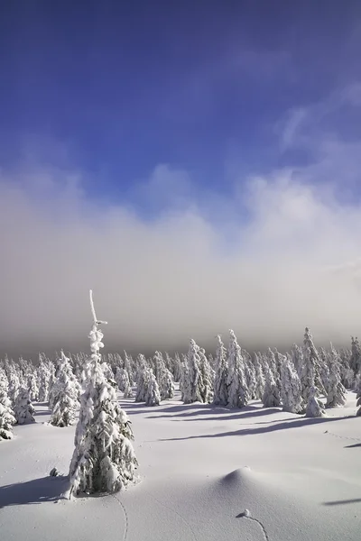 Winter landscape — Stock Photo, Image