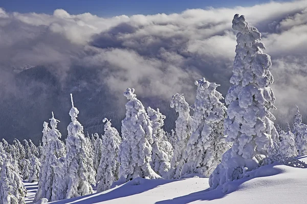 Winter landscape — Stock Photo, Image