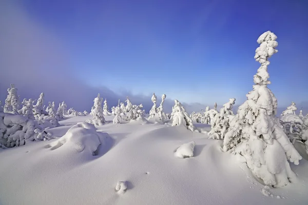 Winter landscape — Stock Photo, Image